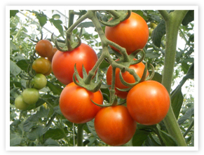 窪畑のトマト